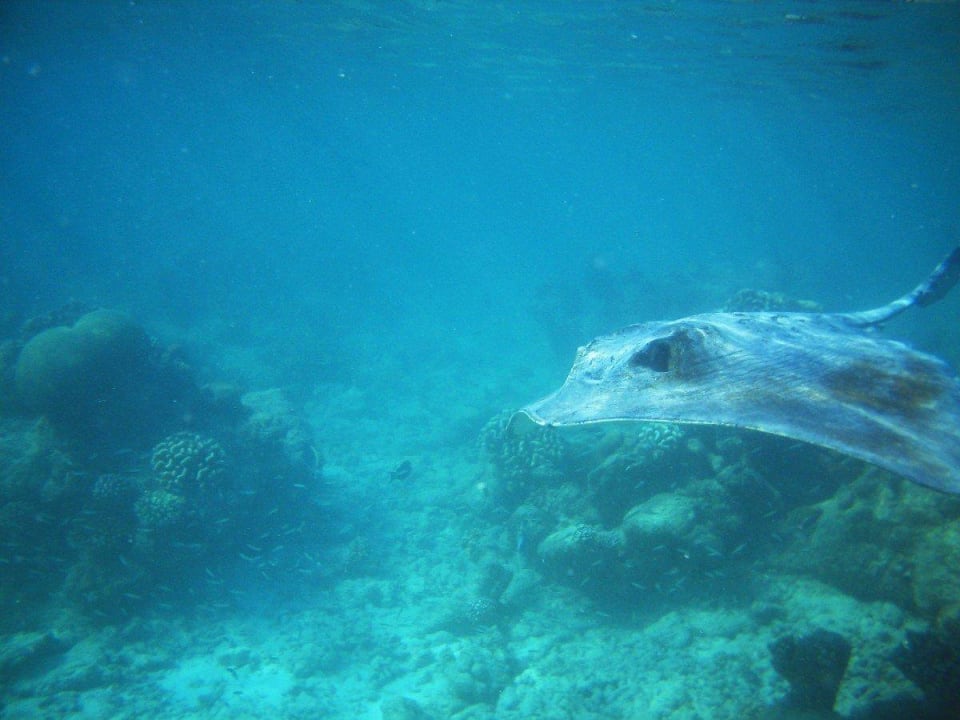 Federschwanzrochen, Aussenriff  Kuramathi Maldives