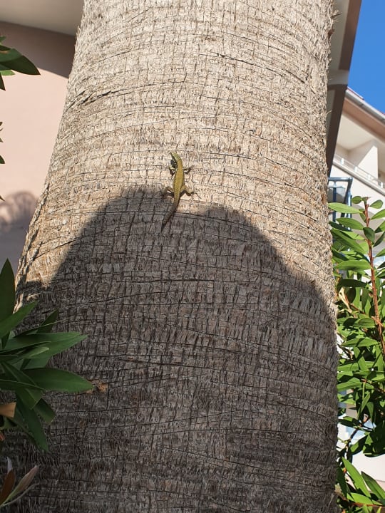 Sonstiges Side Lilyum Hotel & Spa