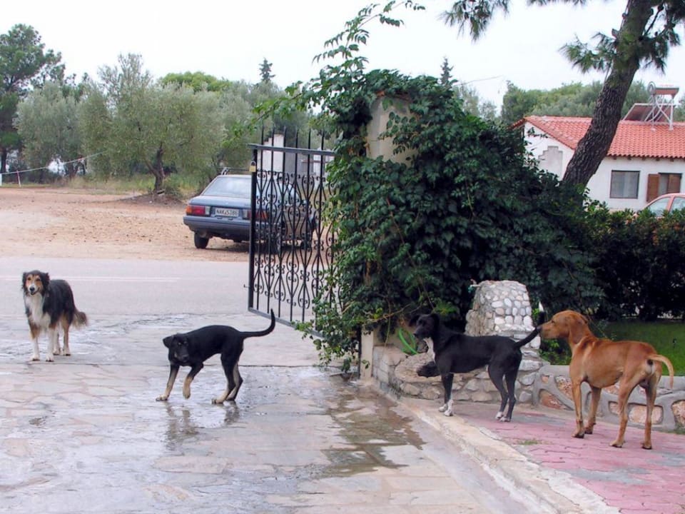 Hundebesuch Blue Dolphin Resort Hotel