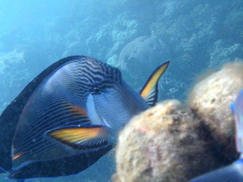 Doktorfisch Arabia Azur Resort