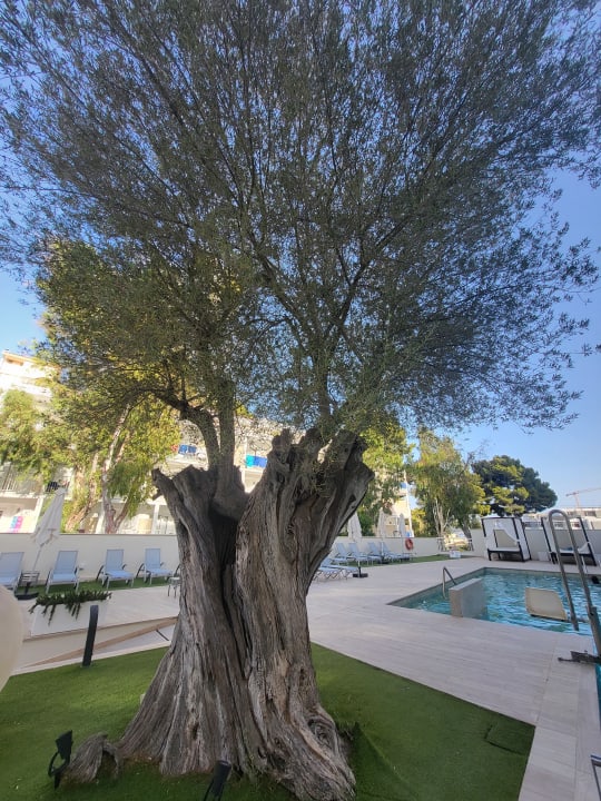 Pool BQ Bulevar Paguera - Adults only
