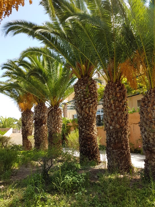 Gartenanlage Aphrodite Hotel