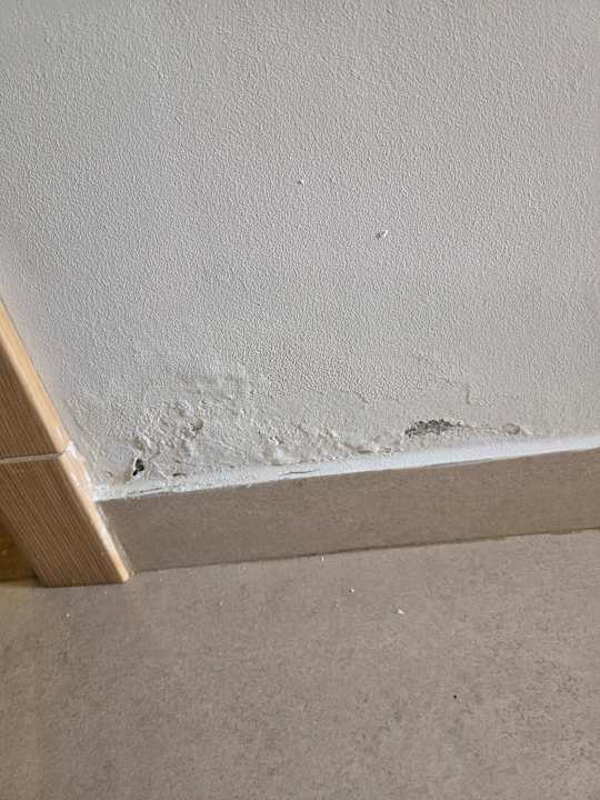 Zimmer JAZ Elite Asteria