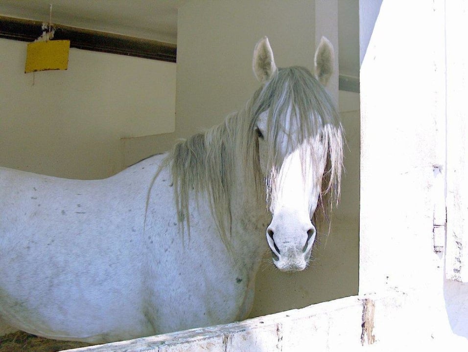 hier kann man auch Reiten The Orangers Beach Resort and Bungalows