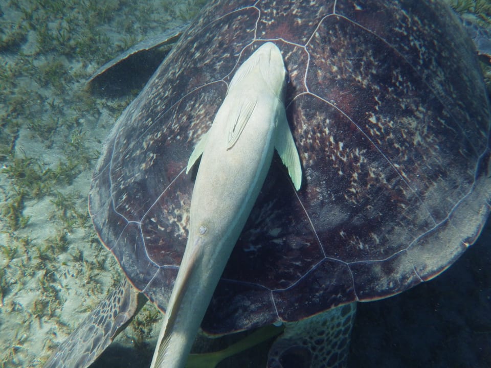 Strand Shams Alam Beach Resort