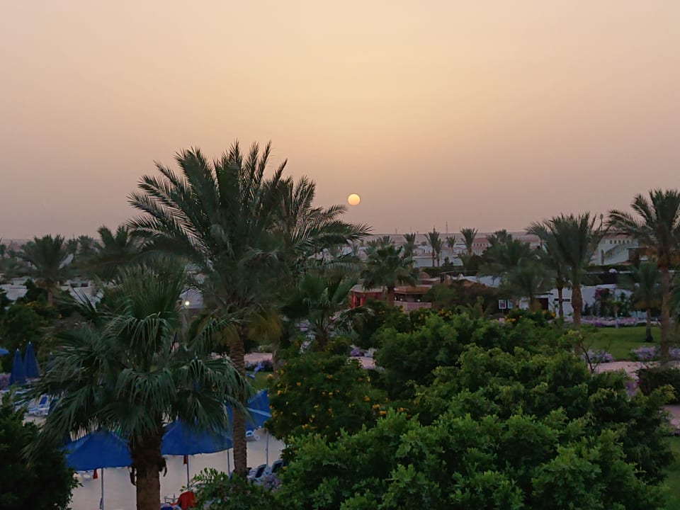 Ausblick Desert Rose