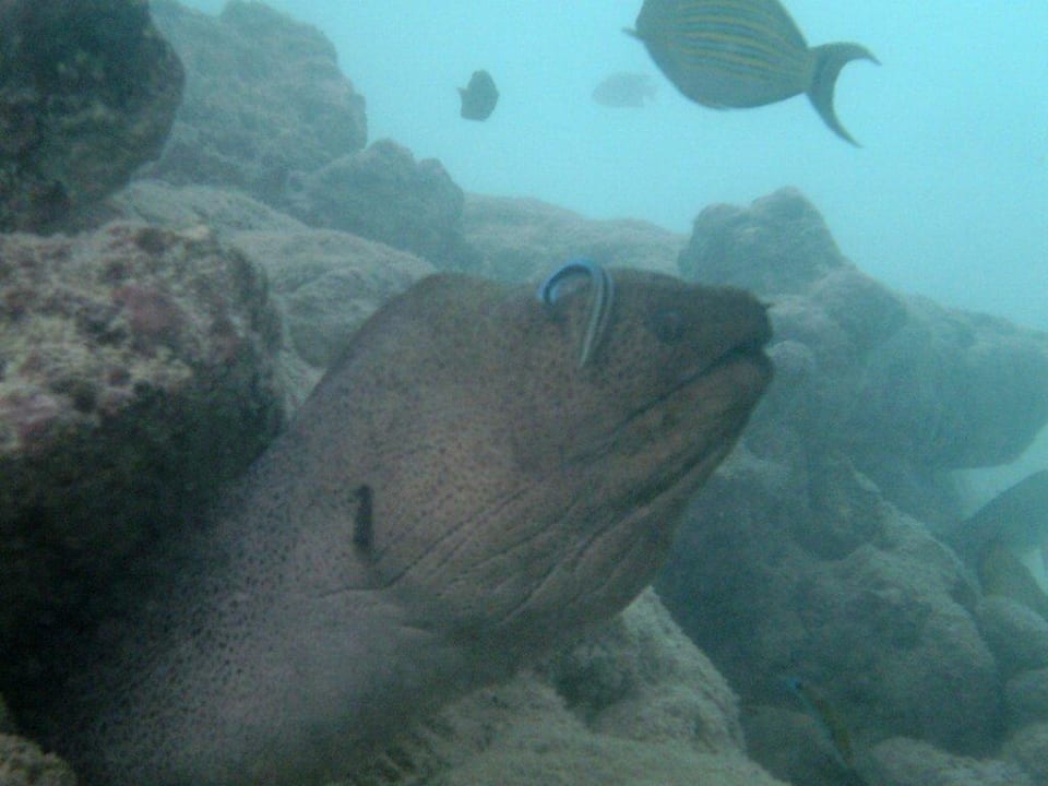 Wohnt direkt unter dem Steg Summer Island Maldives