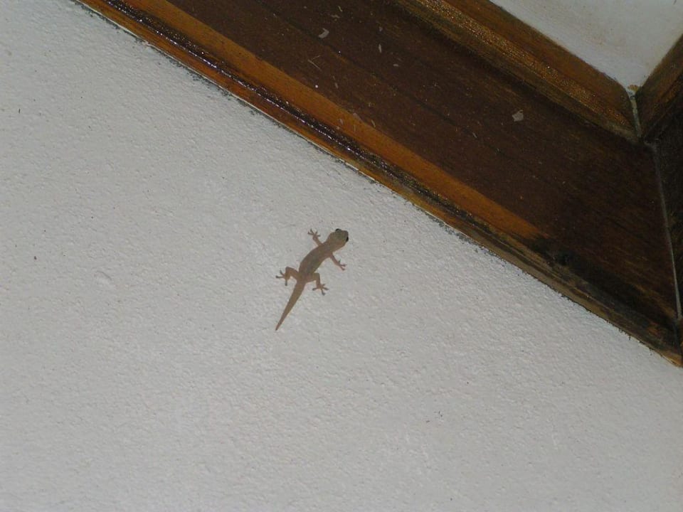 Unser Hausgecko Summer Island Maldives