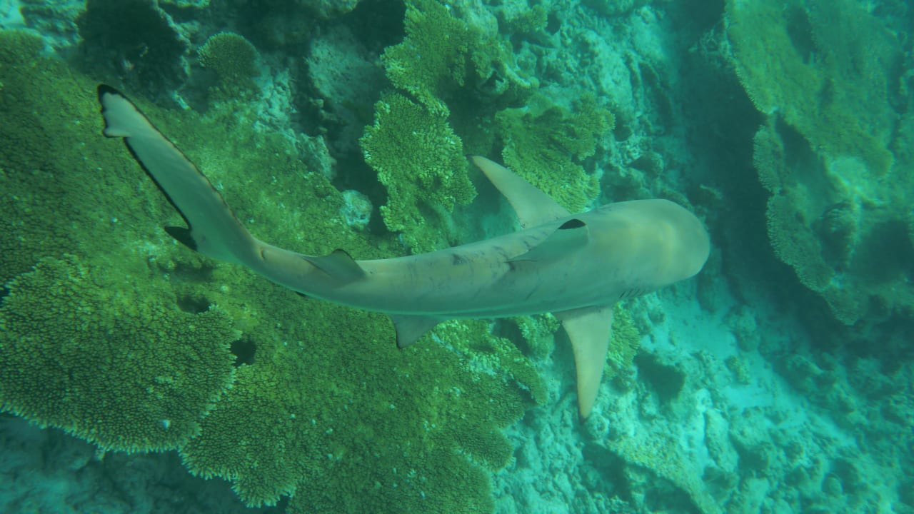 Hausriff Kuramathi Maldives