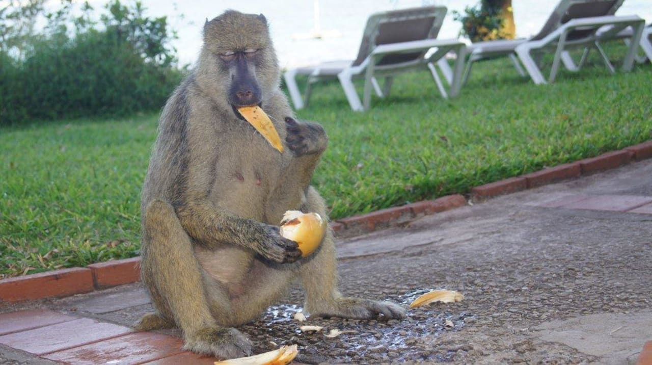 Pavian in der Anlage Baobab Holiday Resort