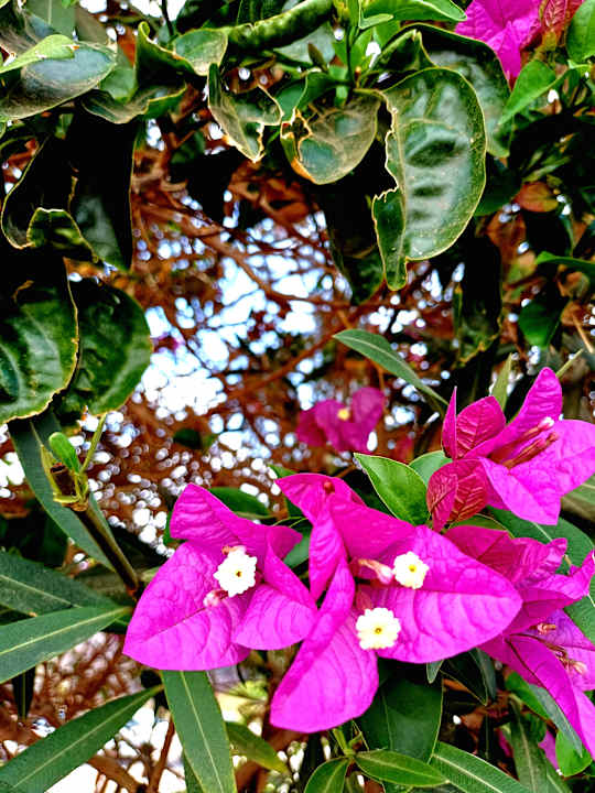 Gartenanlage Marina Playa Suite Hotel