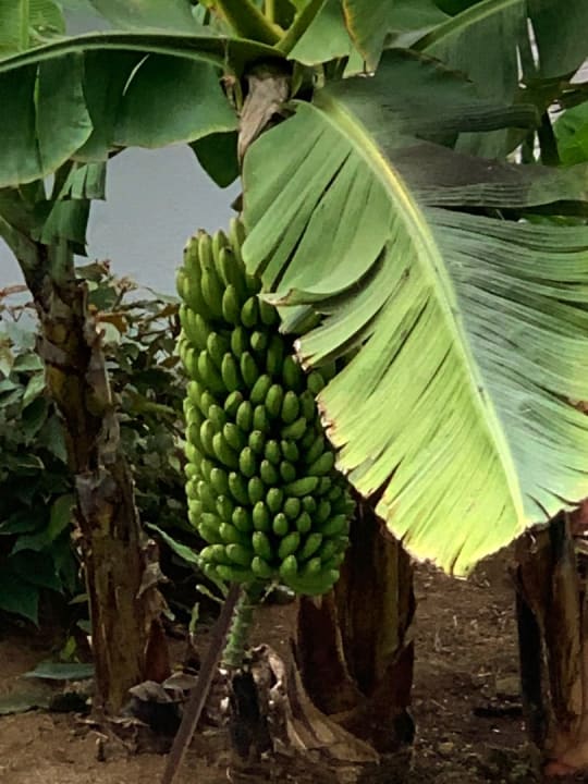 Gartenanlage TRH Taoro Garden