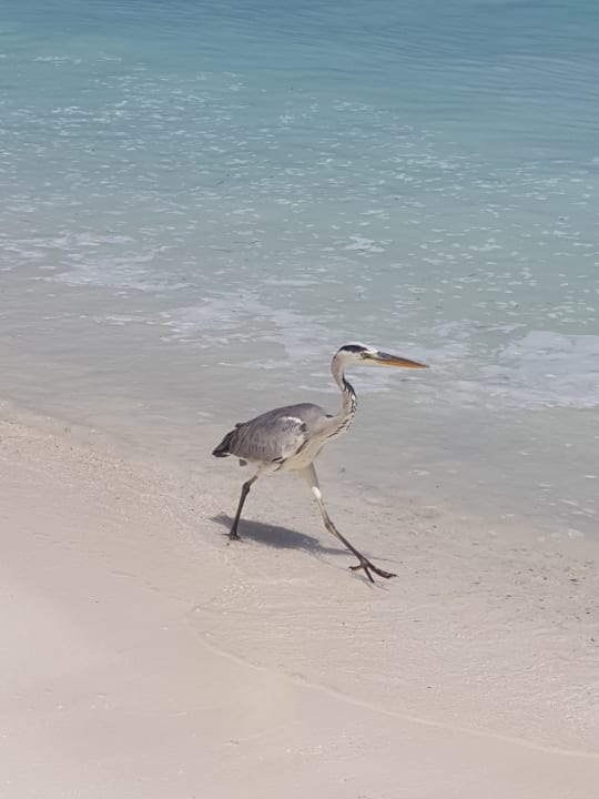 Strand Meeru Maldives Resort Island
