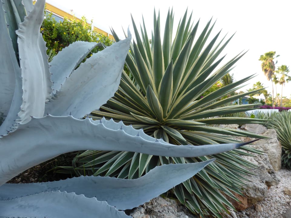 Schöne Pflanzen überall Chogogo Dive & Beach Resort