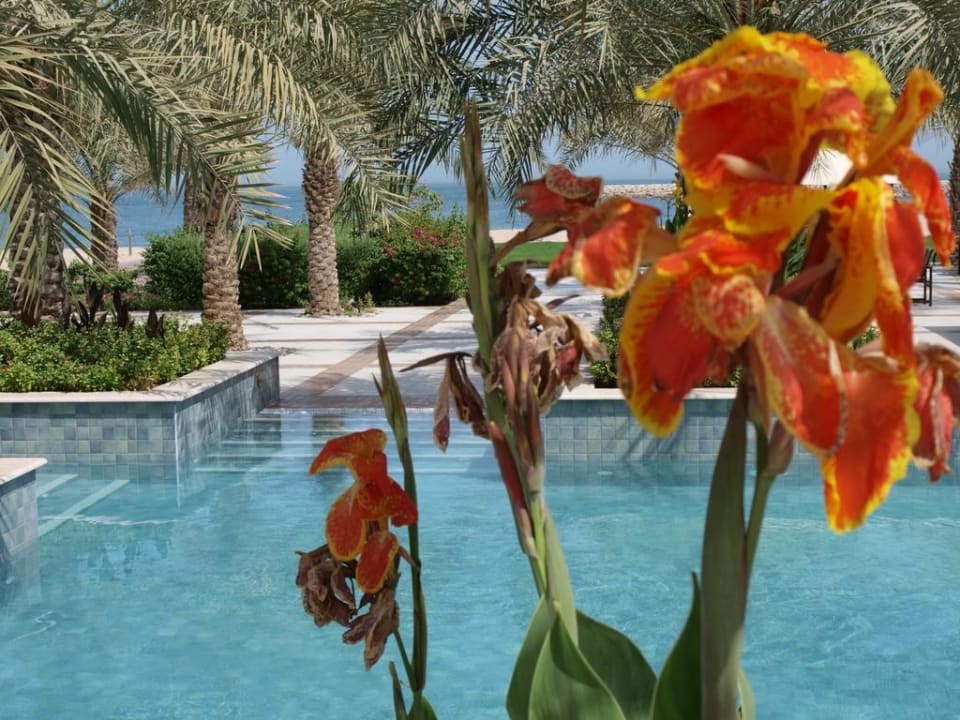 Kwiaty przy basenie w hotelu Spa Rixos Al Mairid Ras Al Khaimah