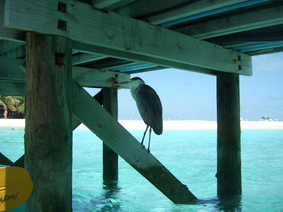 Strand Meeru Maldives Resort Island