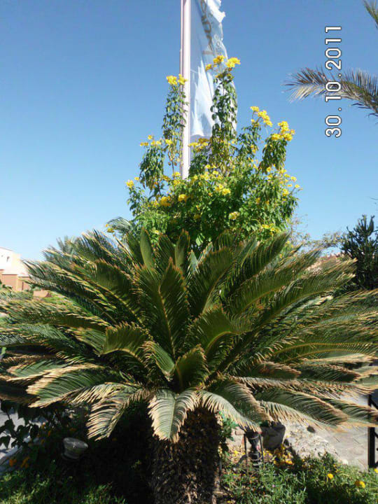 Vorm Hotel Jaz Makadi Oasis Resort