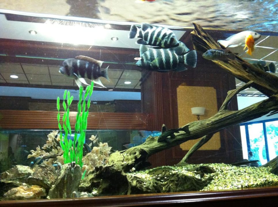 Aquarium in der Lobby GRIFID Club Hotel Arabella