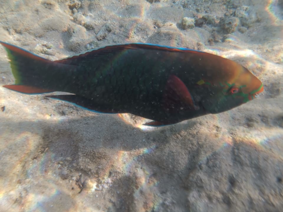 Gartenanlage Pickalbatros Citadel Resort