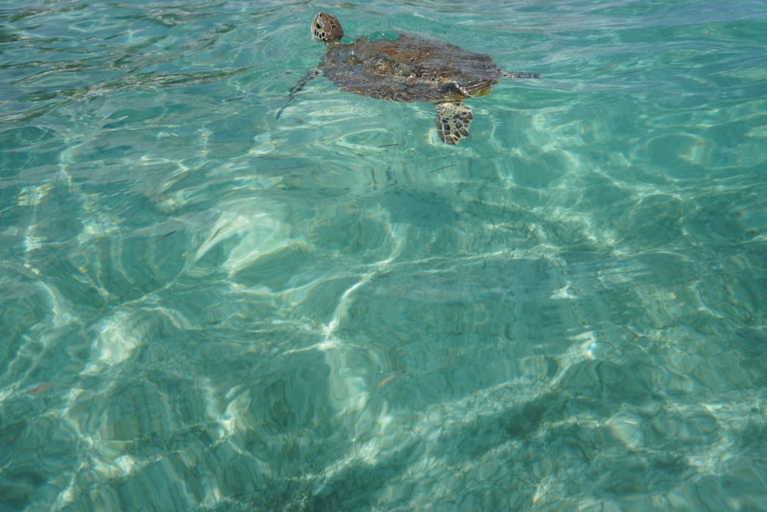Strand Akumal Bay Beach & Wellness Resort