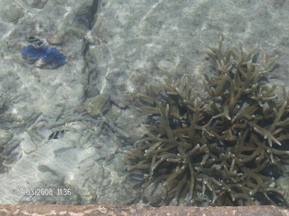 Schnecke und Koralle Summer Island Maldives