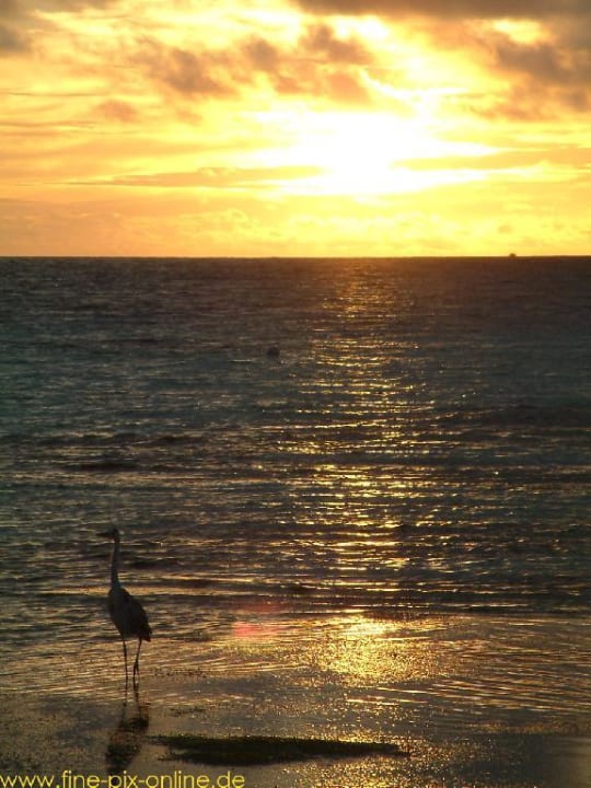 Ostseite von Meeru Meeru Maldives Resort Island