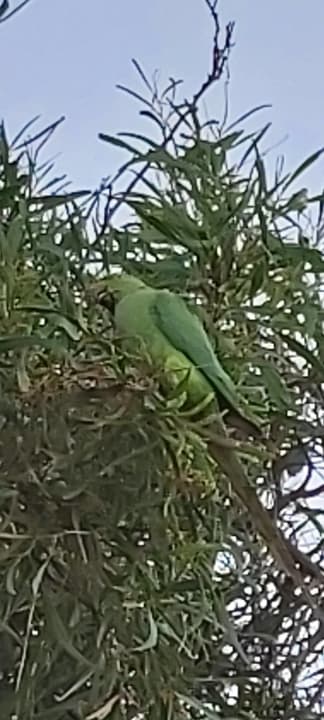 Gartenanlage Hotel Hyde Park Lane