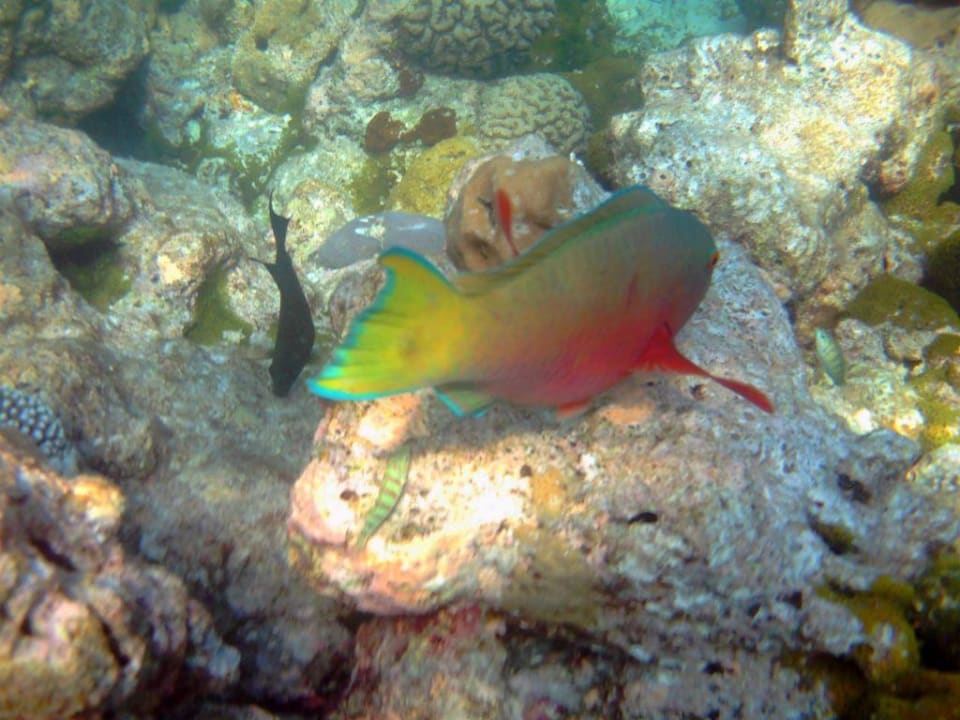 Buckelkopf Papageifisch Summer Island Maldives