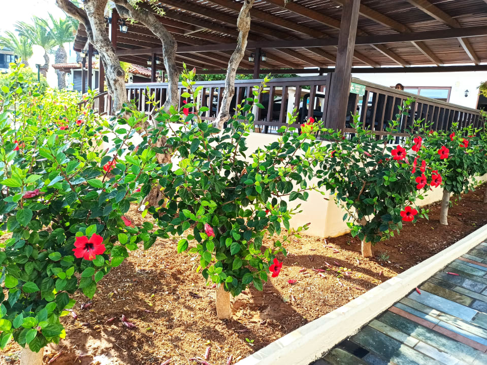 Gartenanlage TUI SUNEO Chrissi Amoudia