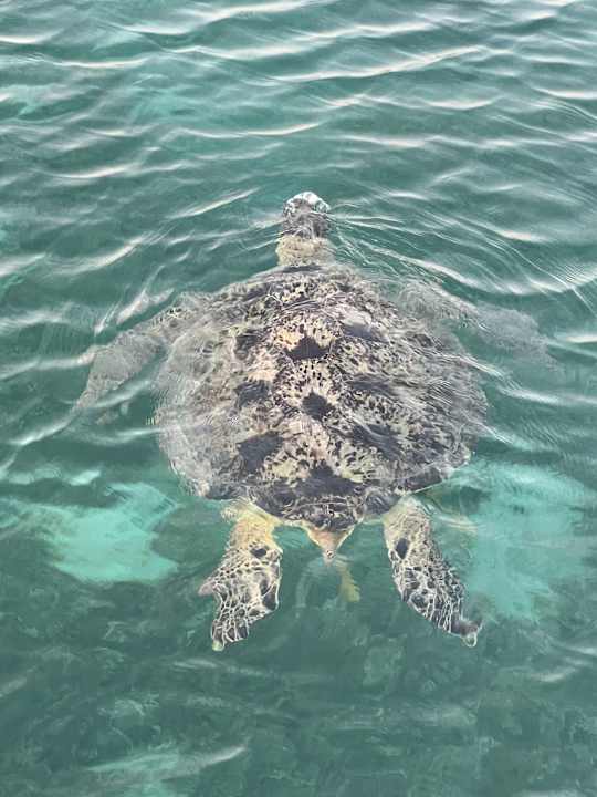 Strand Mövenpick Waterpark Resort & Spa Soma Bay