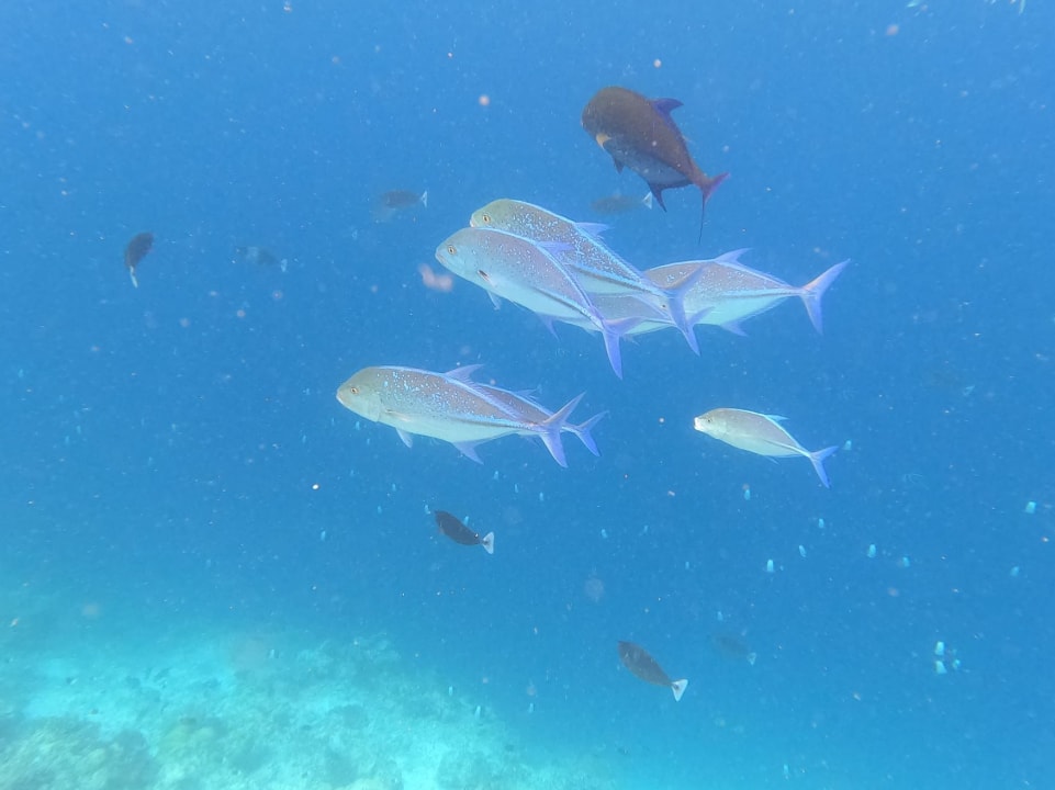 Sport & Freizeit Filitheyo Island Resort