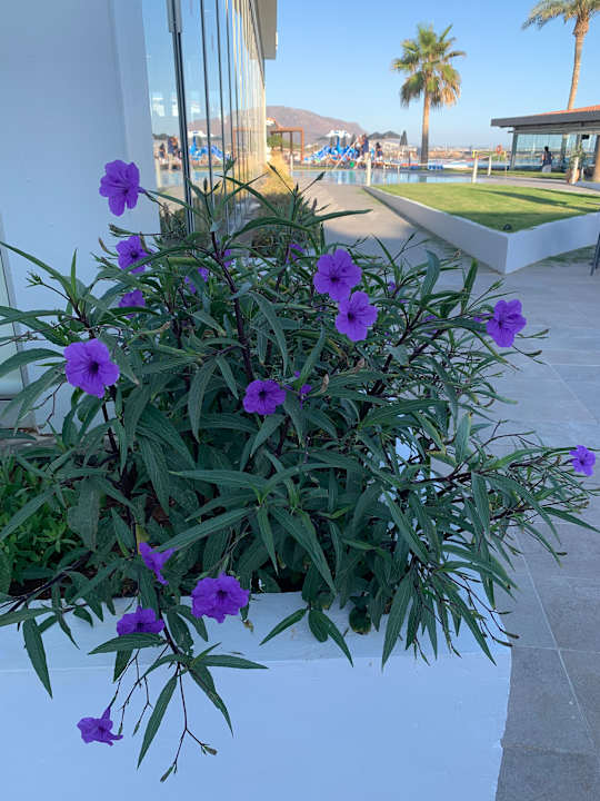 Außenansicht allsun Hotel Carolina Mare