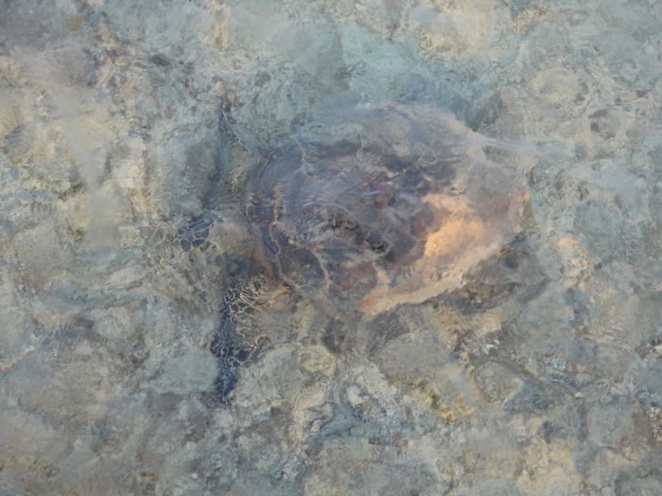 Strand Casa Mare Resort