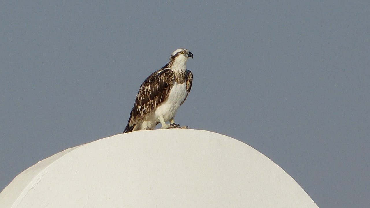 Gartenanlage Coral Sun Beach
