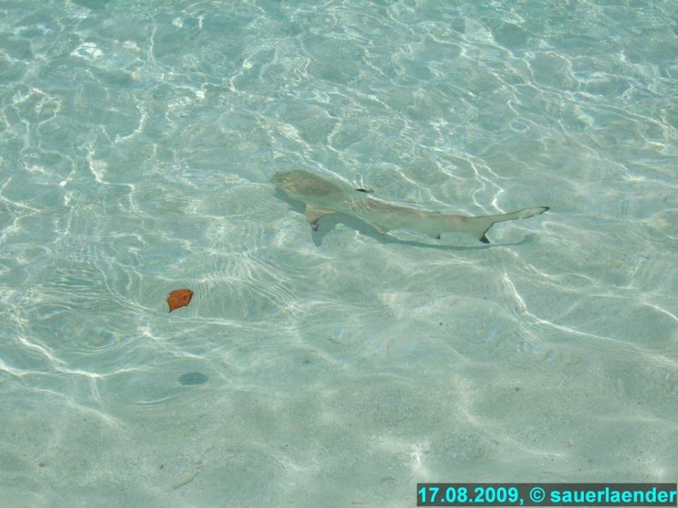 Haushai Vilamendhoo Island Resort & Spa