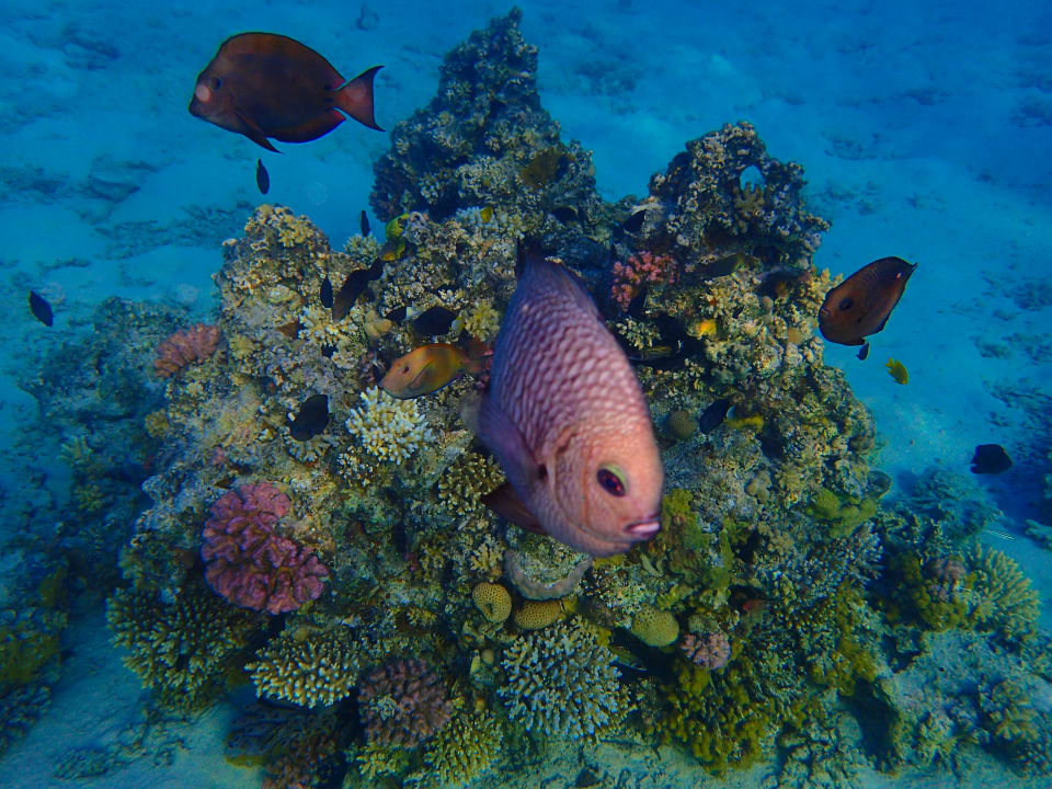 Sport & Freizeit Pyramisa Beach Resort Sahl Hasheesh