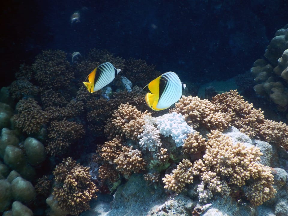 Hausriff Malikia Resort Abu Dabbab