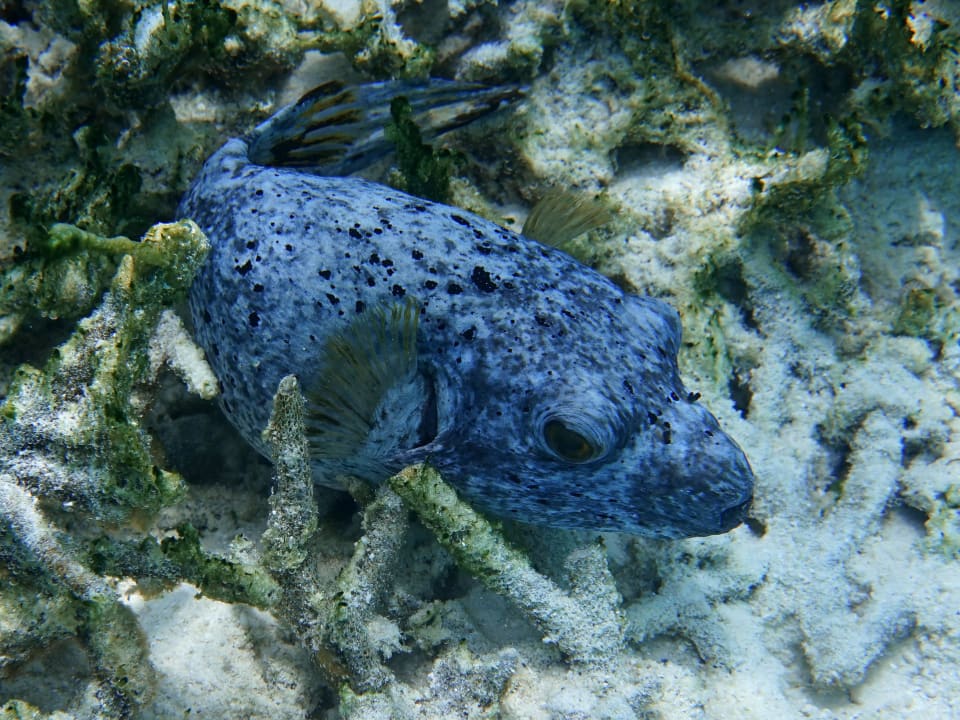 Schnorcheln ananea Diamonds Athuruga