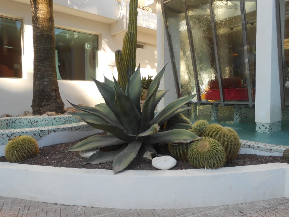 Gartenanlage allsun Hotel Bella Paguera