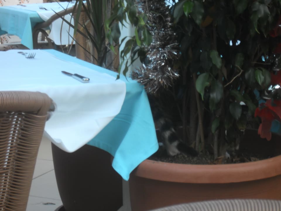 Katzen überall auch auf den Tichen !! Hotel Orfeus Park