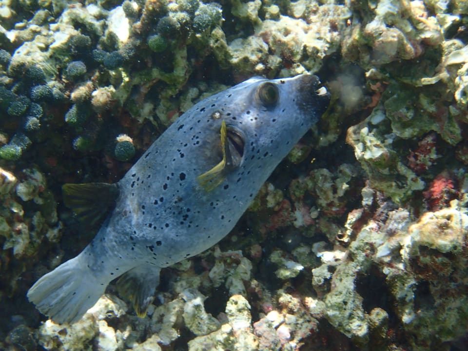 Blauer Kugelfisch NAKAI Maayafushi Resort