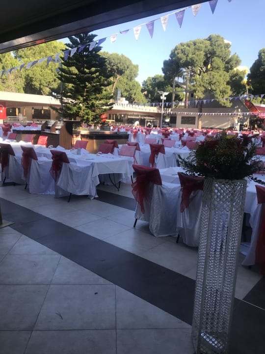 Gastro Papillon Ayscha