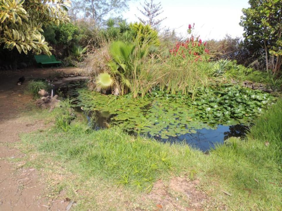 Gartenteich Finca El Rincon