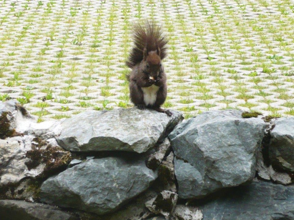 Besuch am Liegestuhl Hotel Wiesengrund