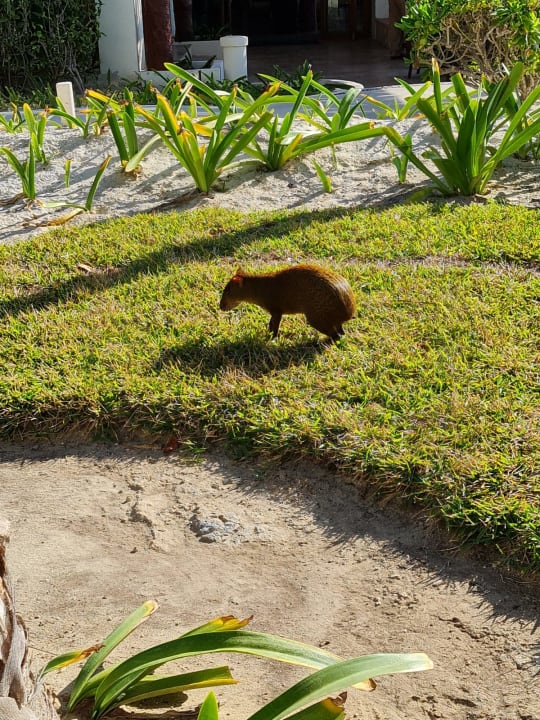 Gartenanlage Akumal Bay Beach & Wellness Resort
