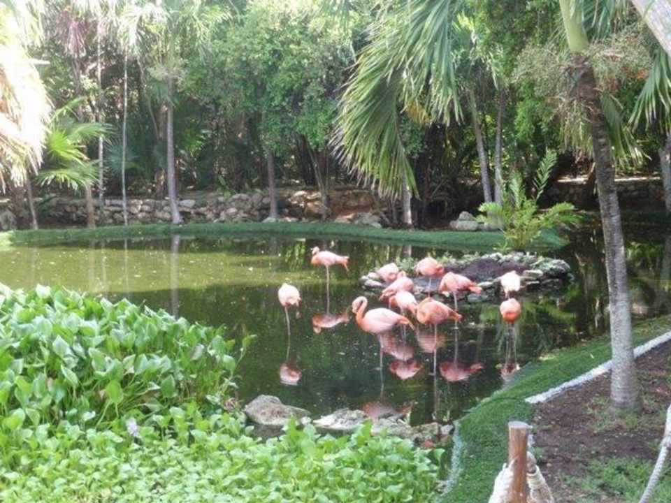 Flamingos am Kantenah Grand Palladium Kantenah Resort & Spa