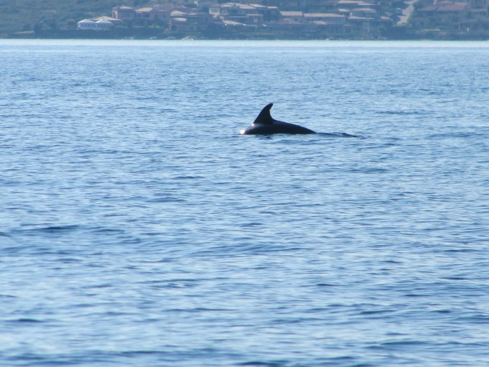 Delfine vor Golfo Aranci Hotel Resort & Spa Baia Caddinas