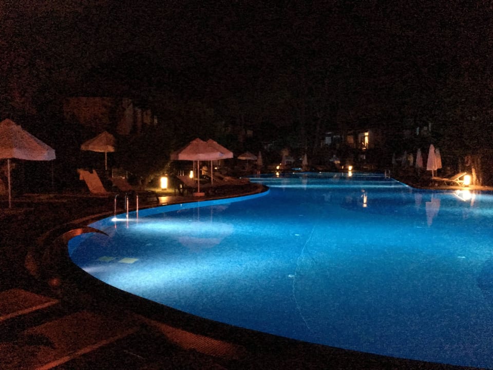 Bei Nacht Papillon Ayscha