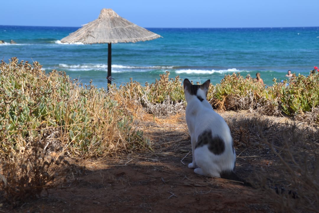 Strand Phãea Cretan Malia