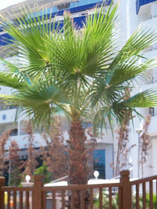 Schön Dizalya Palm Garden